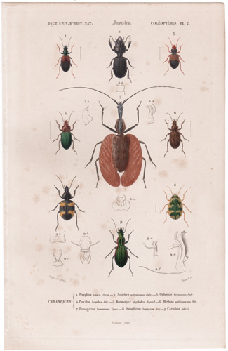 Antique prints of beetles, bees, wasps, etc.